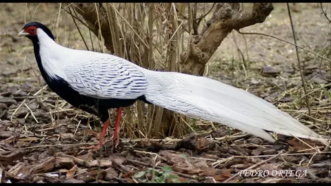 silver pheasant birds