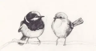 cute bird drawing