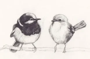 cute bird drawing