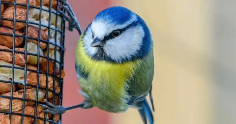 Beautiful Tit Bird
