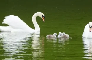 beautiful water bird near lake