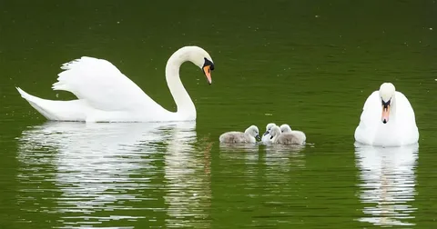 beautiful water bird near lake
