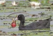 Best wetland birds