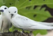 Beautiful white birds