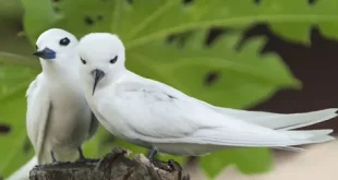 Beautiful white birds