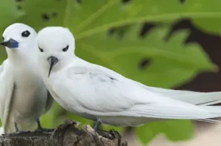 Beautiful white birds