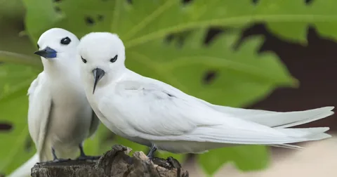 Beautiful white birds