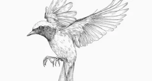 beautiful bird sketch