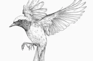 beautiful bird sketch